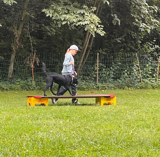 Mein Freund der Hund