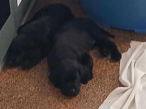 Blindenführhunde