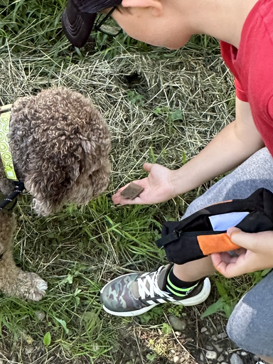 Schatzsuche mit Hunden