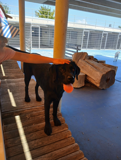 Blindenführhunde