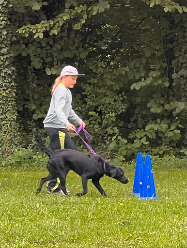 Mein Freund der Hund