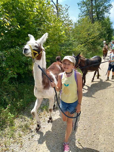 Alpaka- & Lama-Trekking