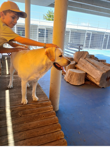 Blindenführhunde