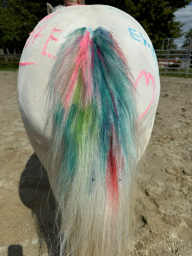 Rund ums Pony