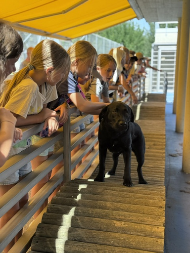 Blindenführhunde