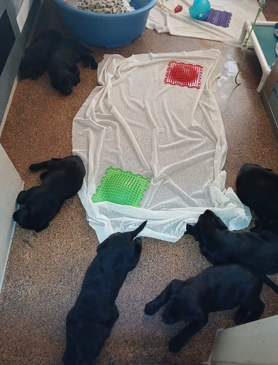 Blindenführhunde