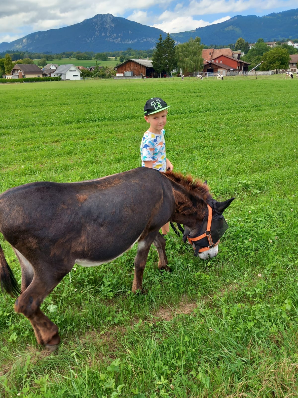 Alpaka- & Lama-Trekking